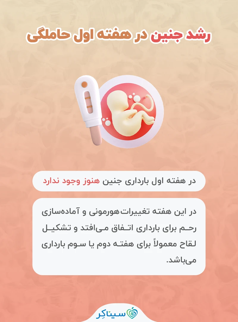 رشد جنین در هفته اول بارداری 