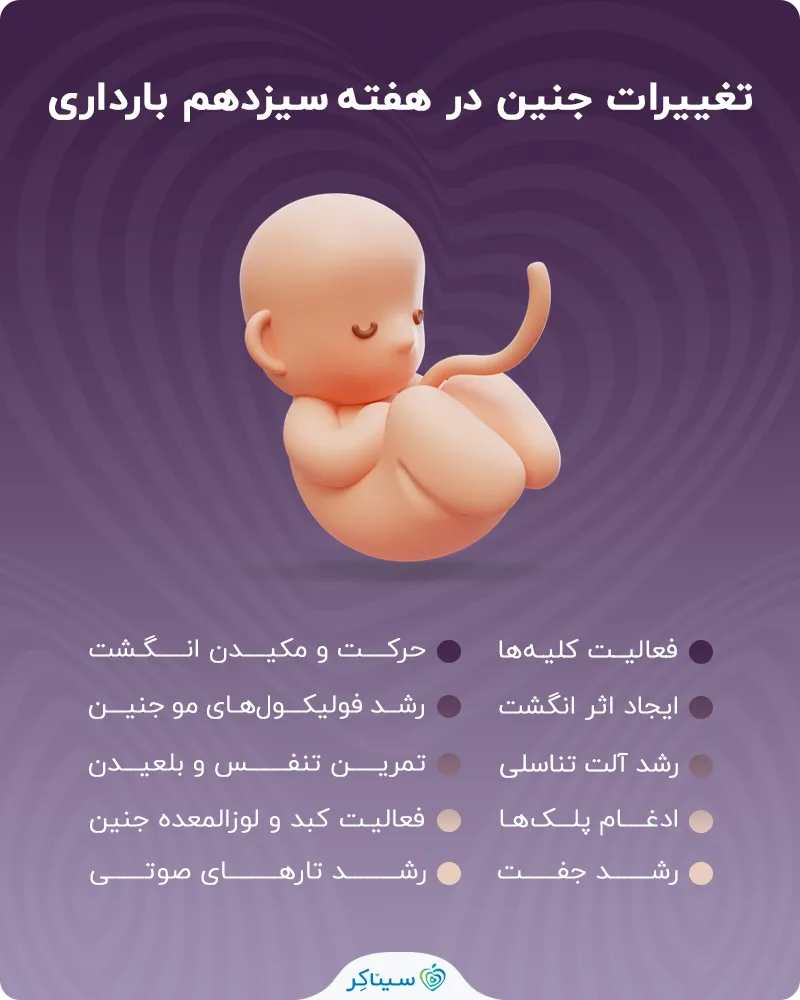 تغییرات جنین در هفته سیزدهم بارداری
