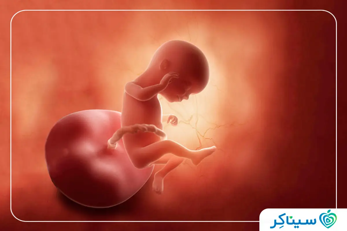 تصویر جنین ۱۶ هفته دختر