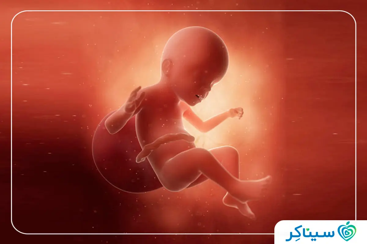 جنین در هفته ۲۳ بارداری