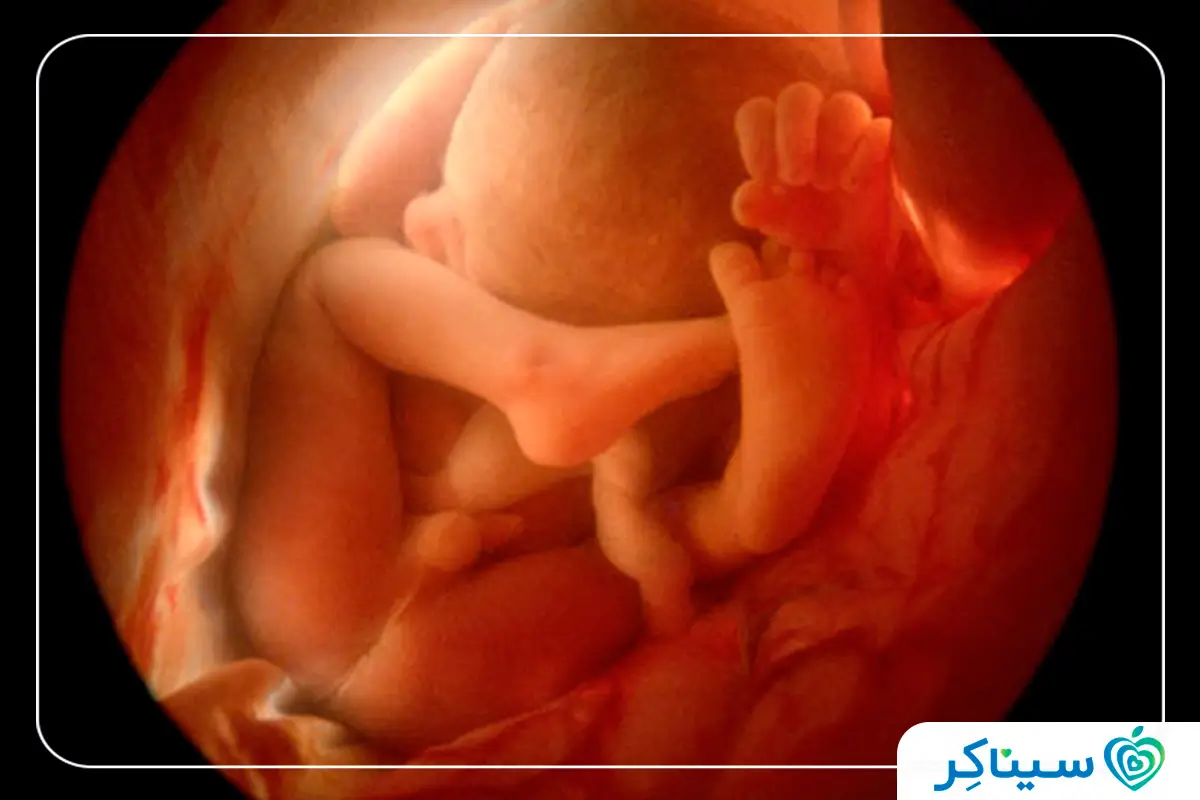 جنین 24 هفتهای