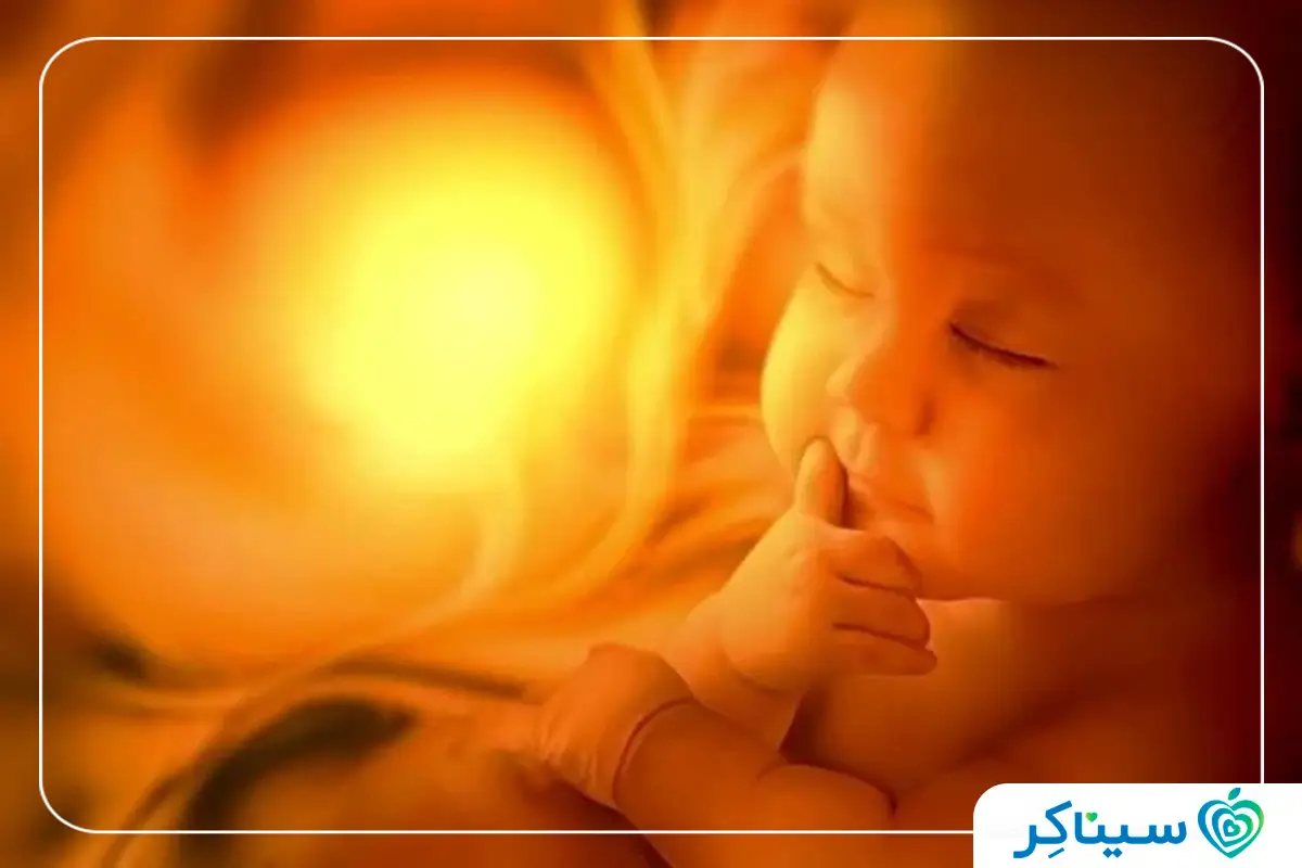 جنین 25 هفته ای