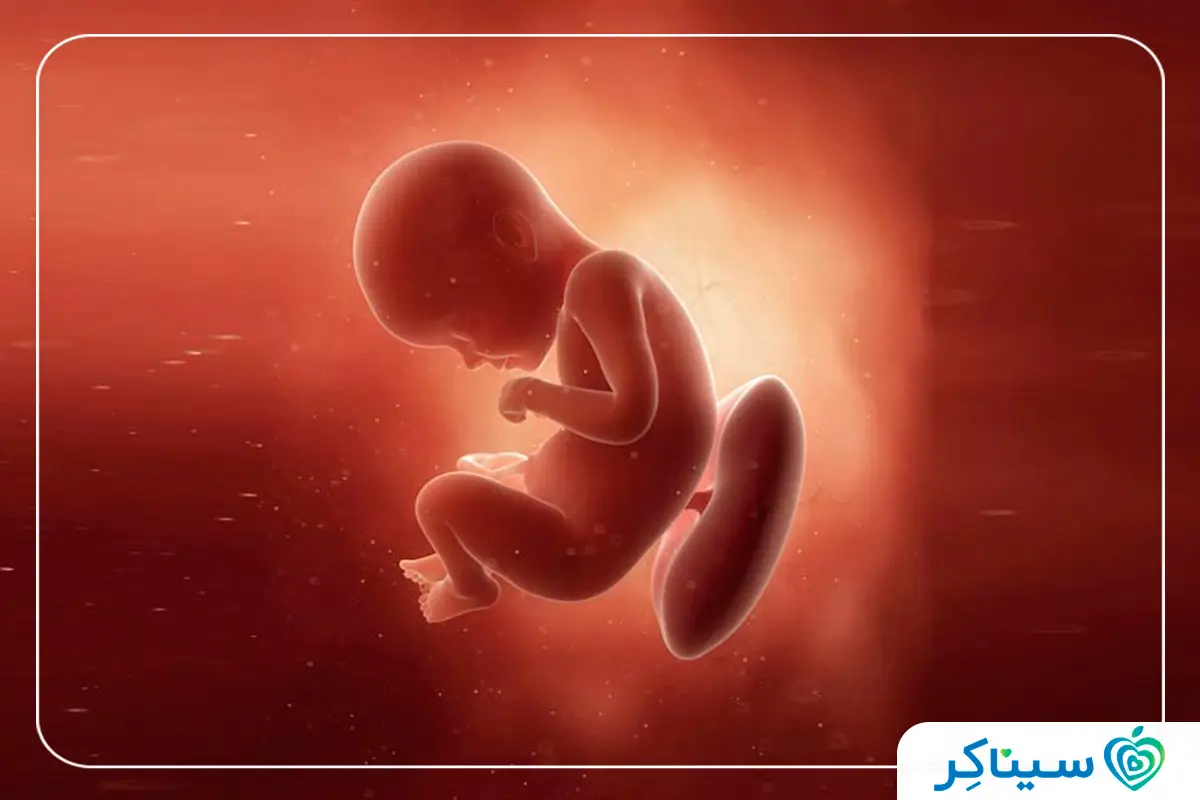 جنین ۲۹ هفتهای
