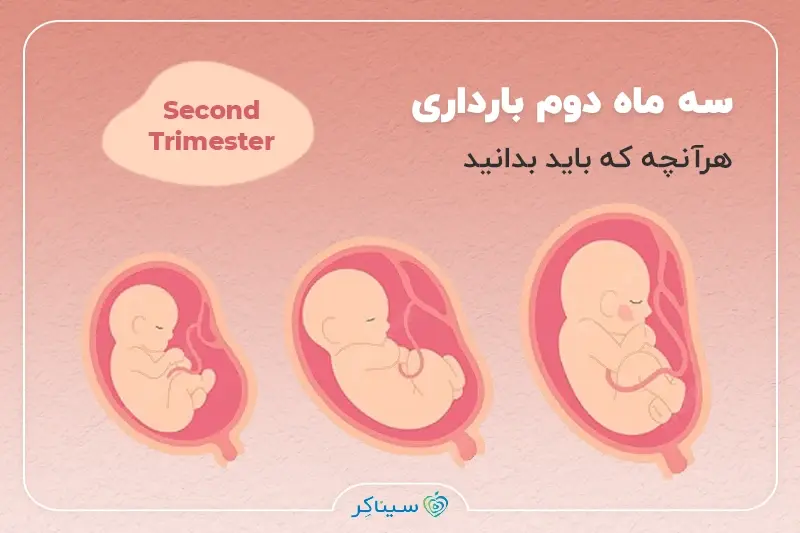 همه چیز درباره سه ماه دوم بارداری