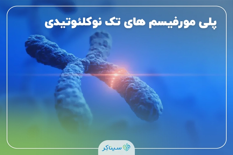 پلی­ مورفیسم­ های تک ­نوکلئوتیدی