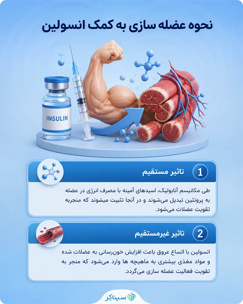 عضله سازی و تاثیر انسولین در بدنسازی
